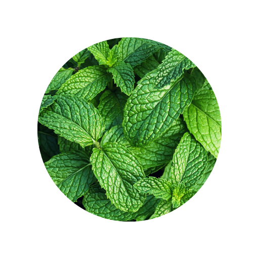 Mentha (hortelã)