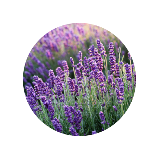 Lavanda