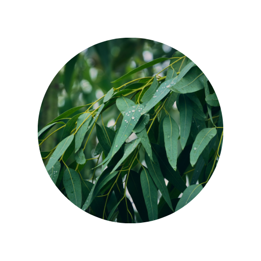 Eucalipto citriodora